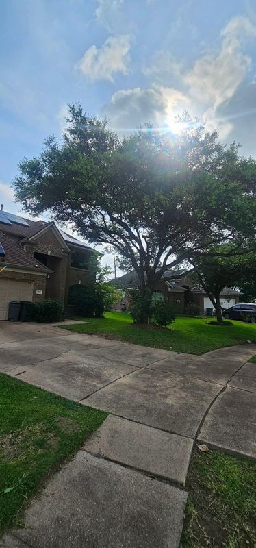 Tree Trimming