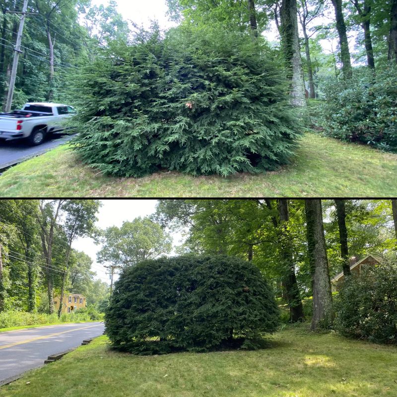 Tree & Shrub Care