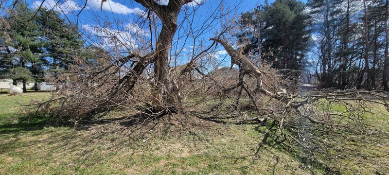 Tree Removal