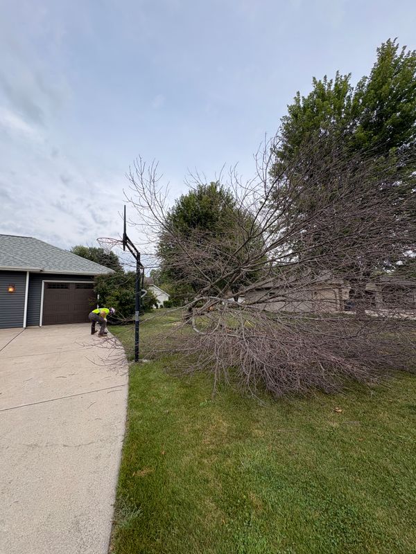Tree Services