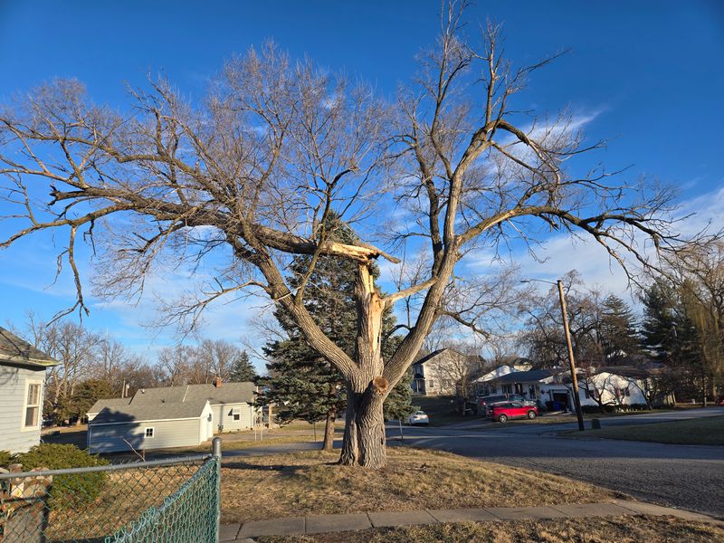 Tree Trimming