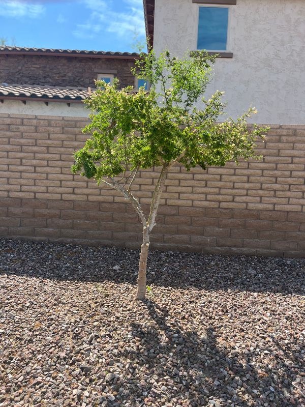 Tree & Shrub Care