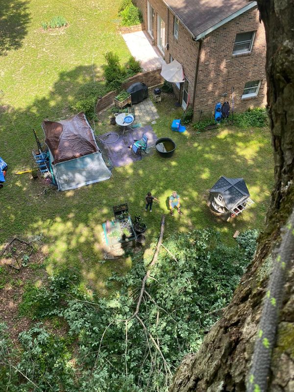 Tree Removal gallery