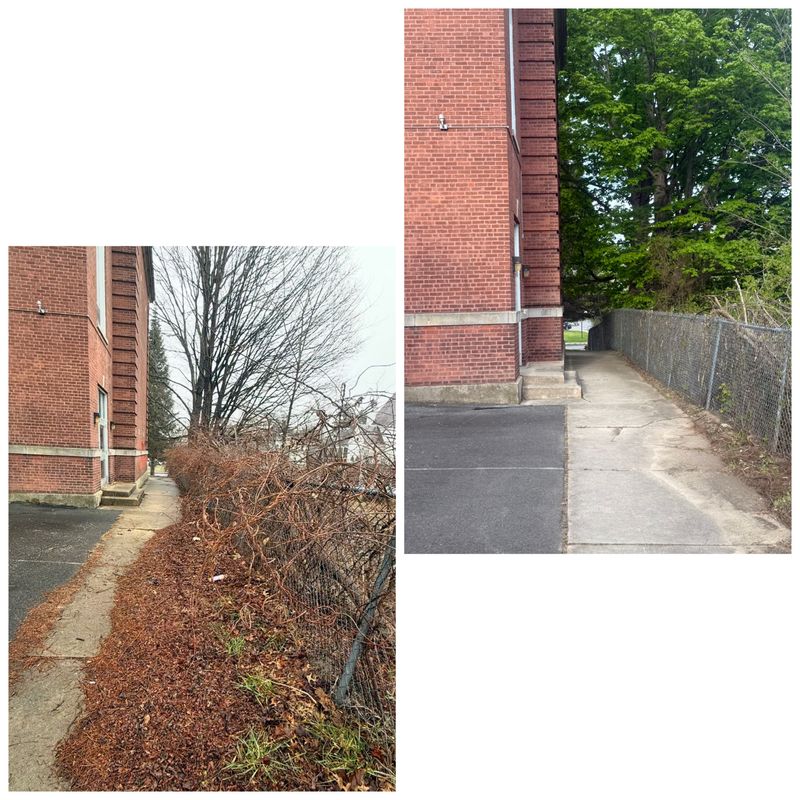Brush Removal