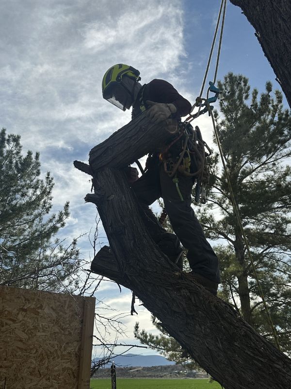 Tree Trimming