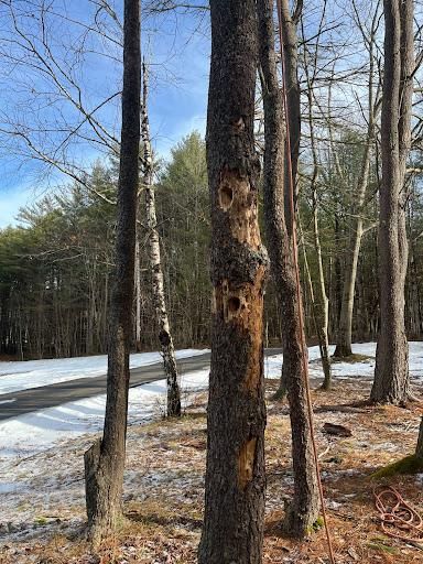 Tree Trimming