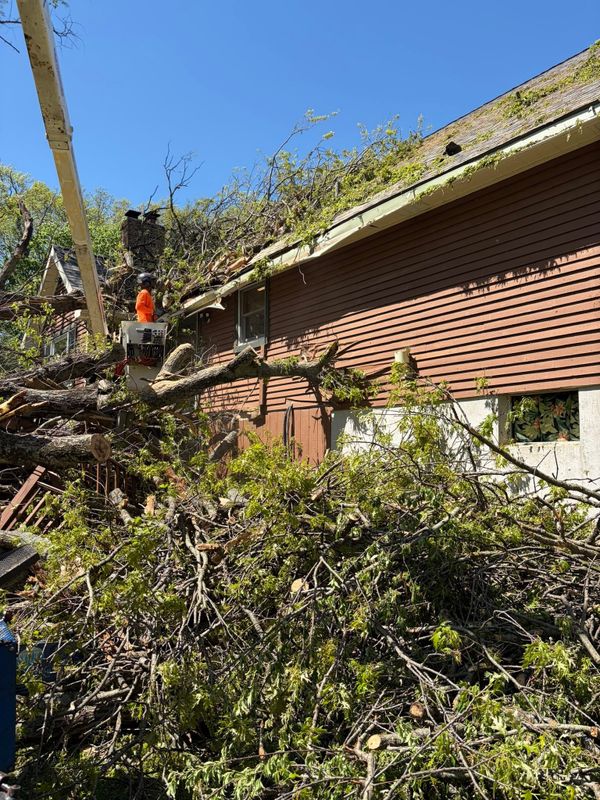 Tree Trimming