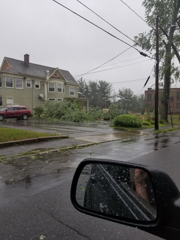 Hedge/Tree/Brush Cutting