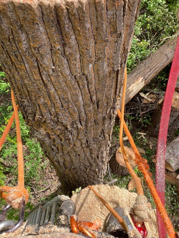 Tree Trimming and Removal