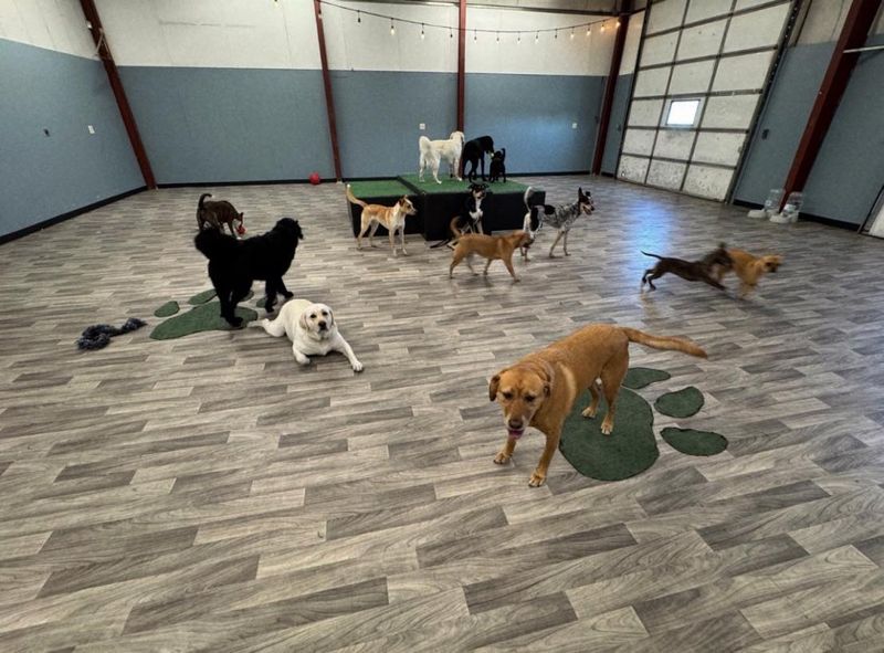 Open Play Daycare
