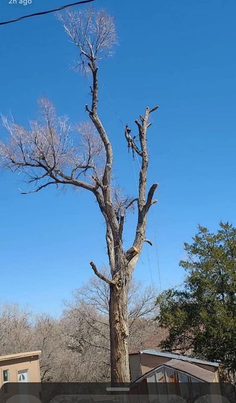 Tree Removal gallery