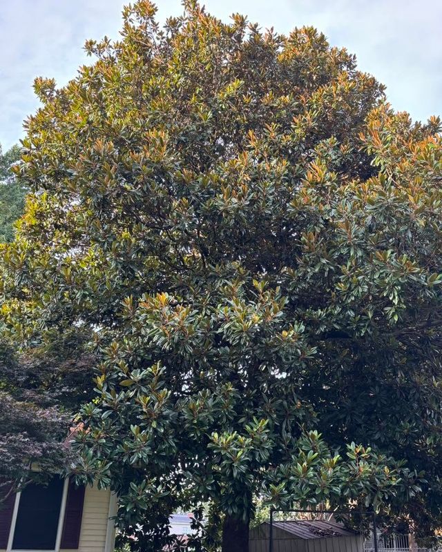 Tree Trimming
