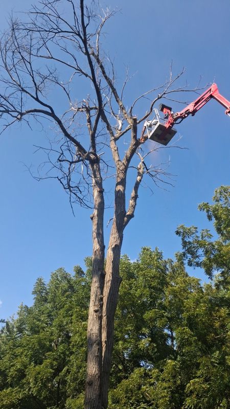Tree Trimming