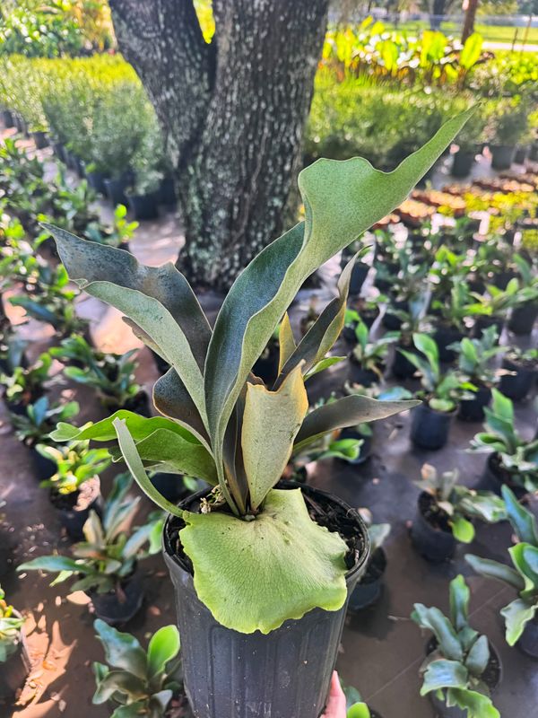Cold-Hardy Potted Plants
