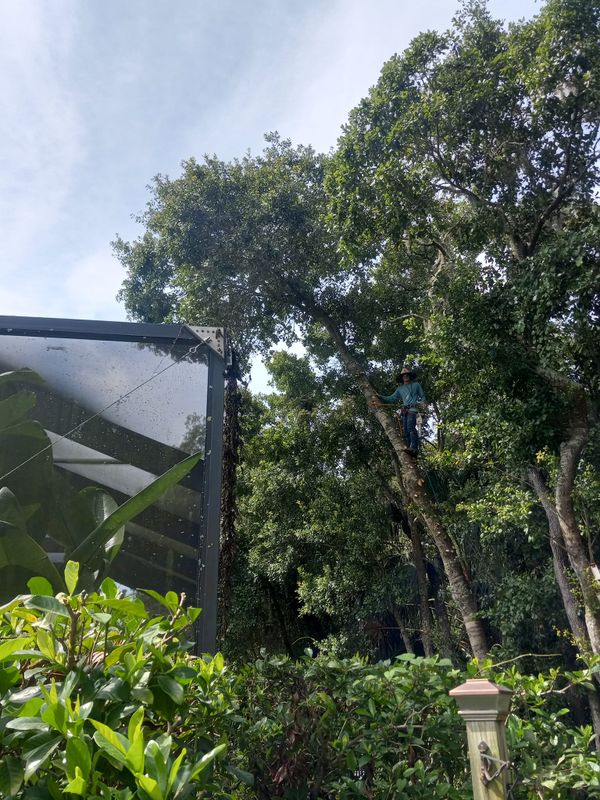 Tree Removal gallery