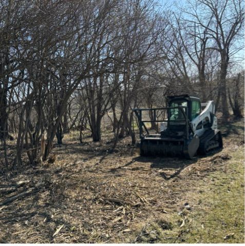Underbrush Clearing