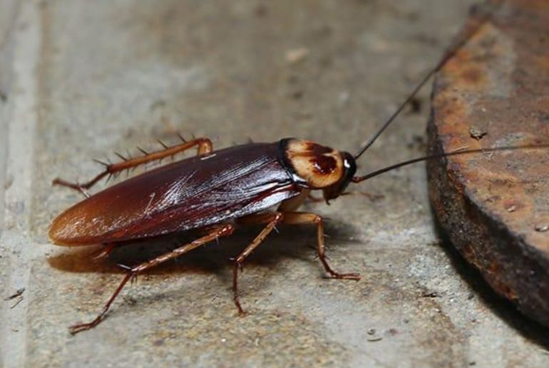 Cockroach Extermination