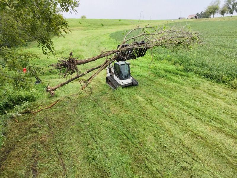 Brush and Overgrowth Removal