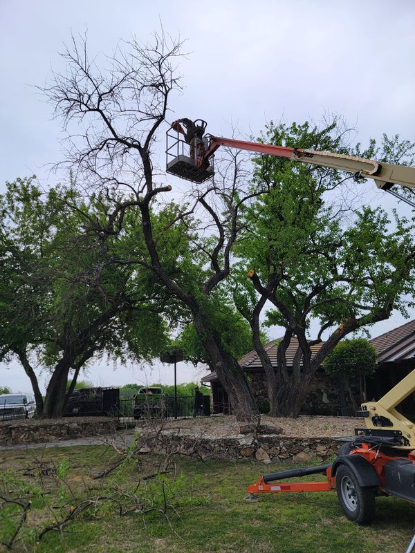 Tree Removal gallery