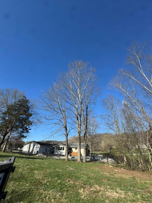 Emergency Tree Care