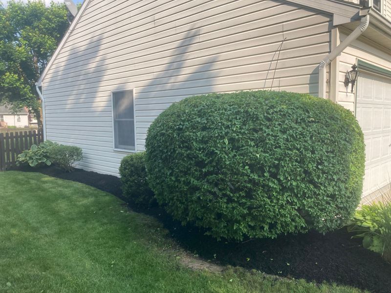 Tree & Shrub Care