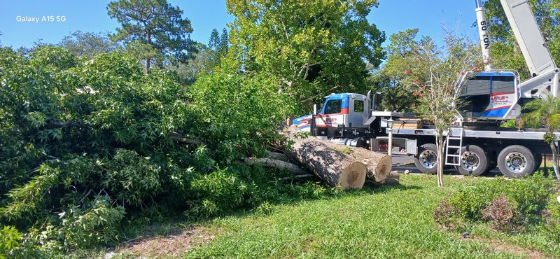 Tree Services