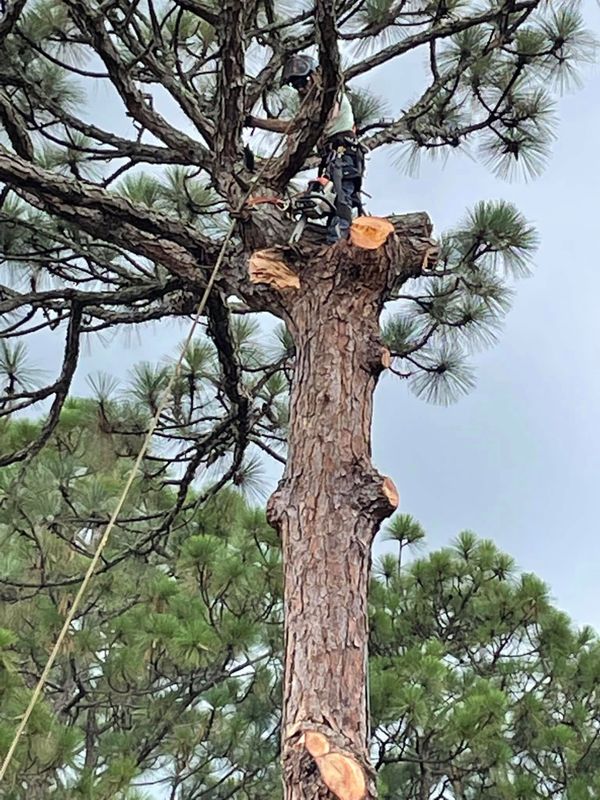 Tree Trimming