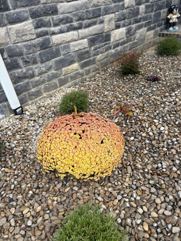 Shrub Trimming