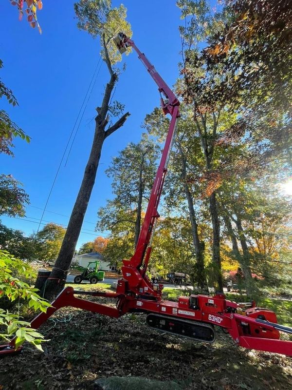 Tree Trimming