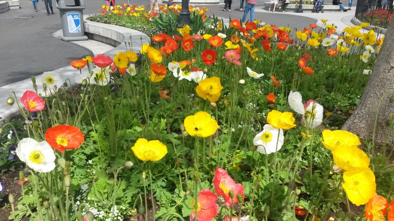 Themed Horticultural Designs