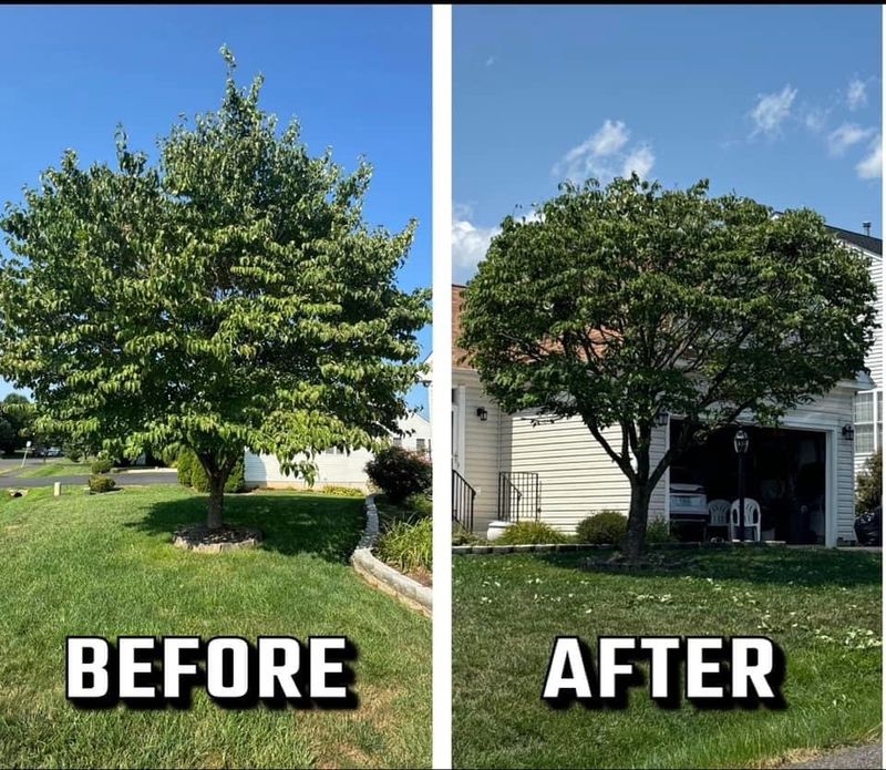 Revitalizing Stafford: Branch Out Tree Care's Tree Transformation Project