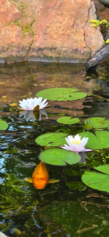Ecosystem Ponds