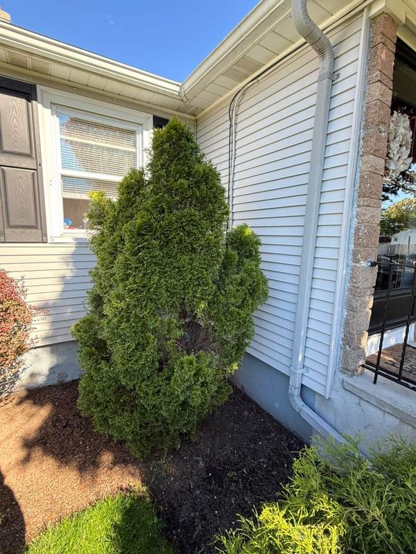 Tree & Shrub Care