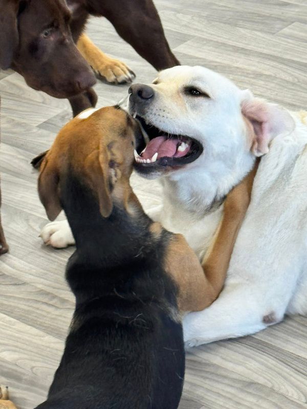 Open Play Daycare