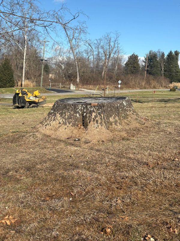 Stump Removal