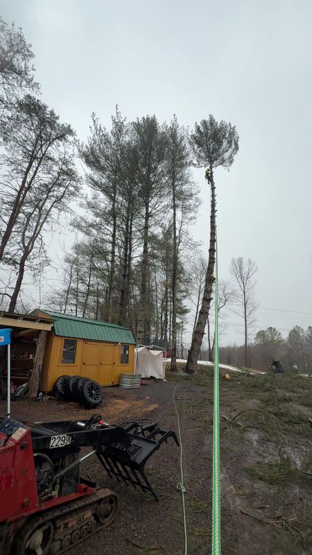Transforming Landscapes with Precision Tree Services