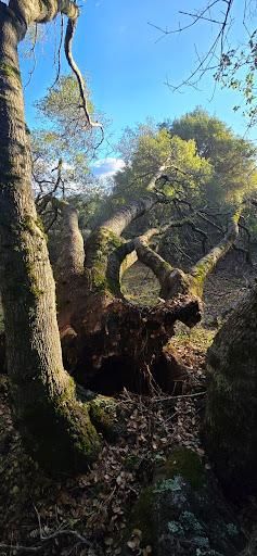 Storm Damage