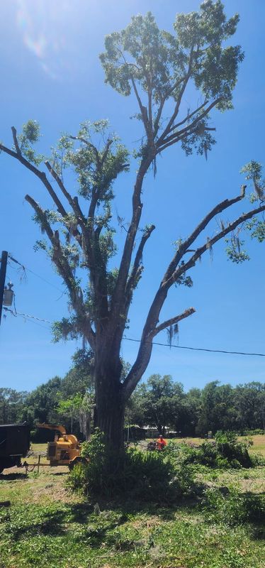 Tree Trimming