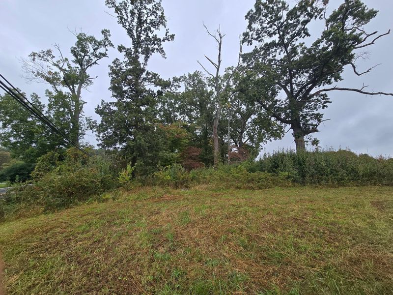 Tree Trimming