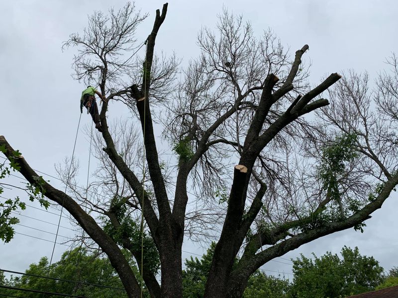 Pruning
