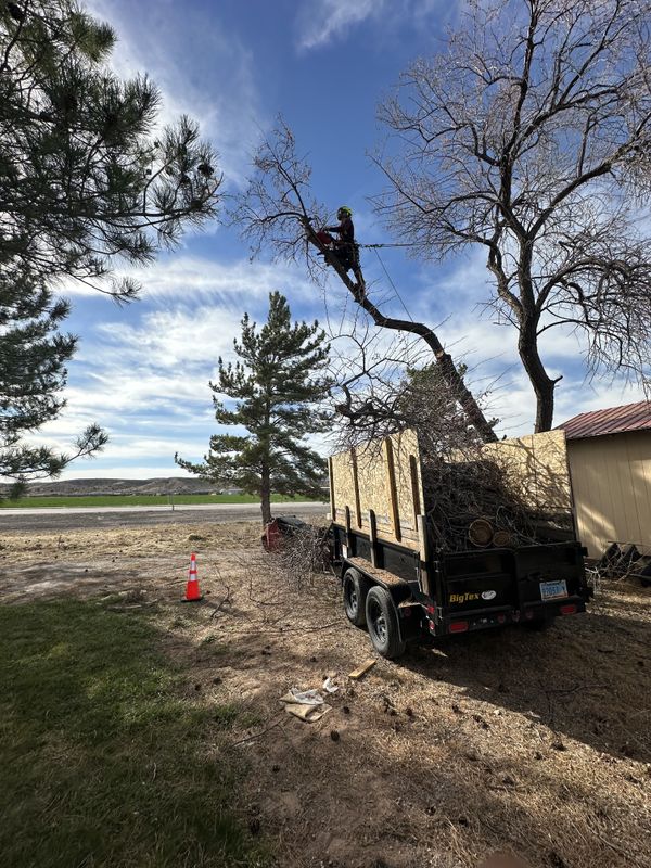 Tree Trimming