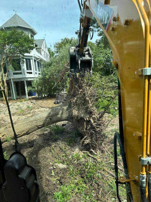 Tree Removal