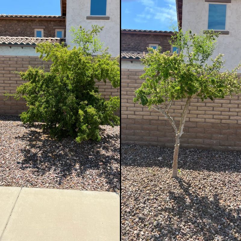 Tree & Shrub Care