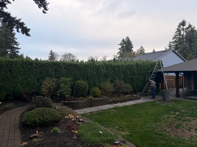 Shrub Trimming