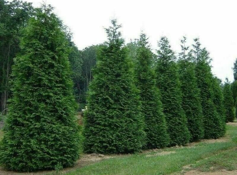 Privacy Trees