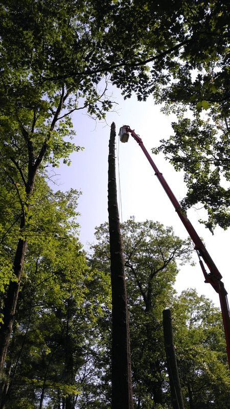 Stump Grinding and Removal