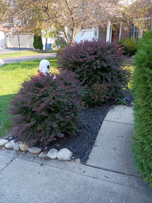 Tree & Shrub Care