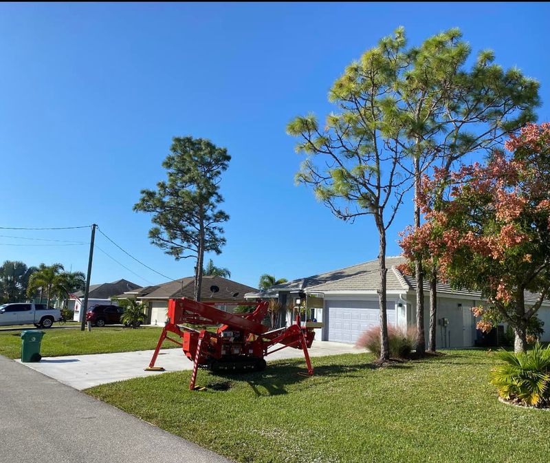 Tree Removal gallery
