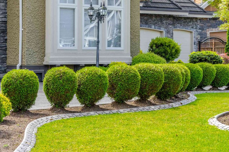 Shrub Trimming