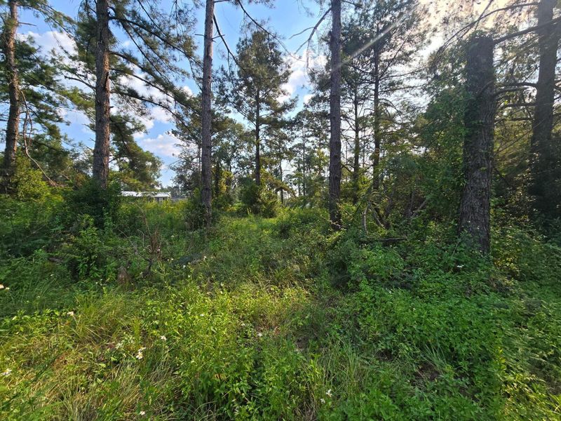 Land Clearing